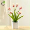 Tulip vải hồng nhạt