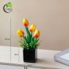 Tulip vàng bình đen