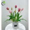 Tulip hồng M2