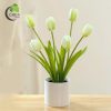 Tulip vải trắng